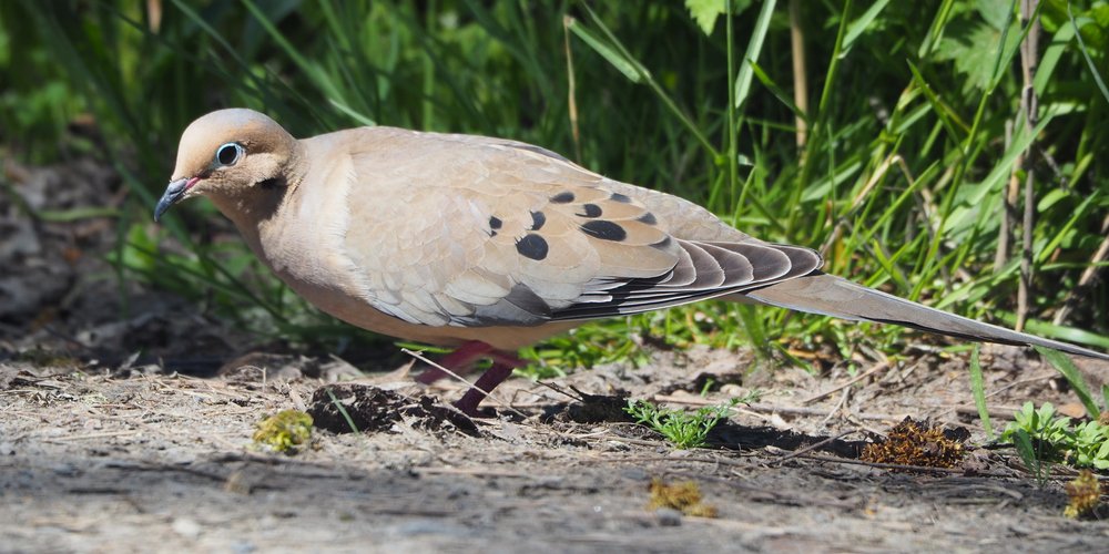 Mourning Dove