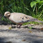 Mourning Dove