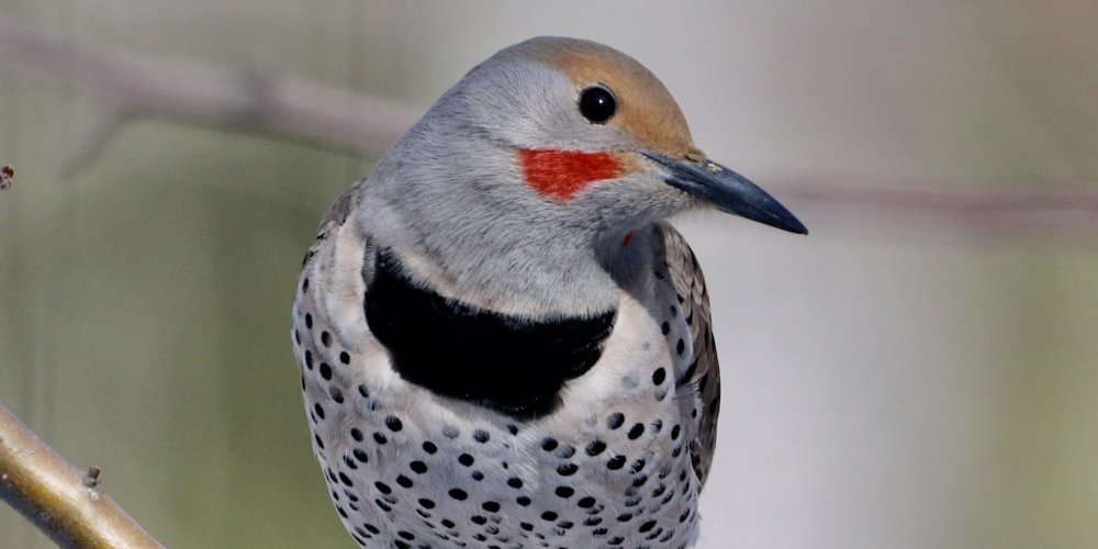 Northern Flicker (iNaturalist 108816702)