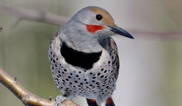 Northern Flicker (iNaturalist 108816702)