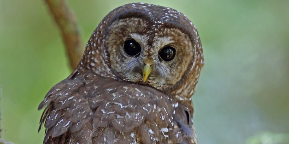 Northern Spotted Owl (iNaturalist 2646329)