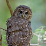 Northern Spotted Owl (iNaturalist 2646329)