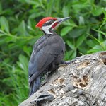 Pileated Woodpecker (iNaturalist 213607851)