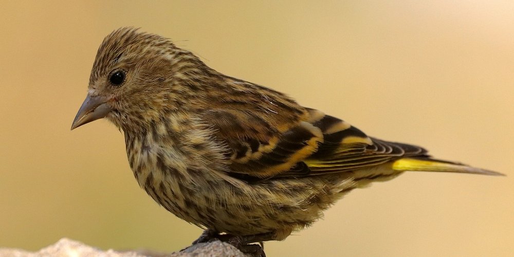 Pine Siskin (iNaturalist 241339924)