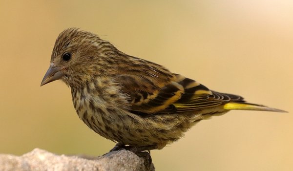 Pine Siskin (iNaturalist 241339924)