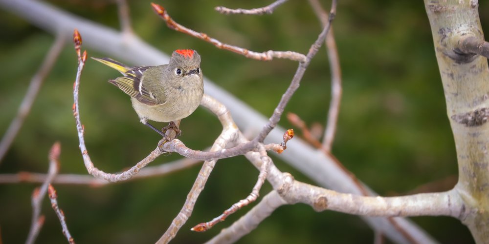 Ruby-crowned Kinglet