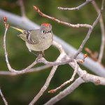 Ruby-crowned Kinglet