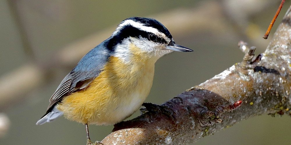 Red-breasted Nuthatch (iNaturalist 151170264)