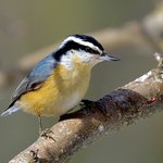 Red-breasted Nuthatch (iNaturalist 151170264)