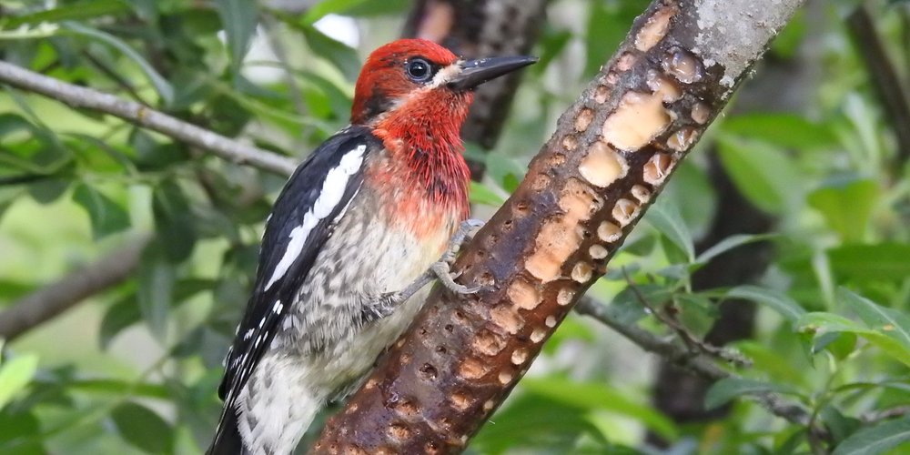 Red-breasted Sapsucker (iNaturalist 13357399)