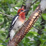 Red-breasted Sapsucker (iNaturalist 13357399)