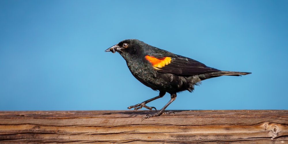 Red-winged Blackbird (iNaturalist 215344527)