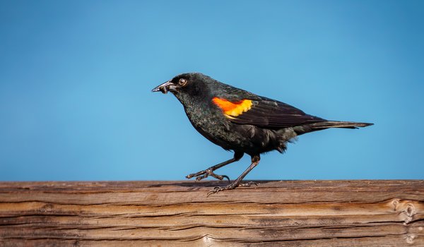 Red-winged Blackbird (iNaturalist 215344527)