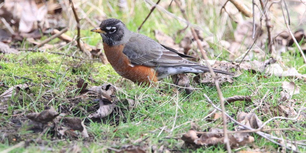 American Robin