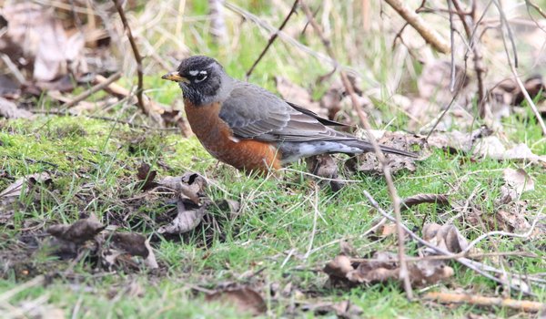 American Robin