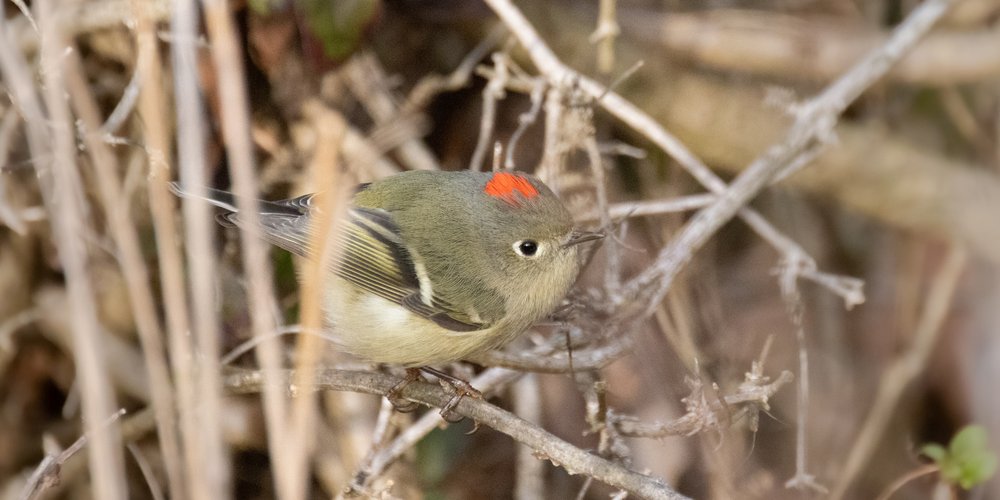 ruby-crowned-kinglet