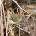 ruby-crowned-kinglet