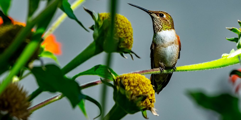 Rufous Hummingbird (iNaturalist 238007606)