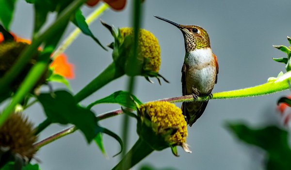 Rufous Hummingbird (iNaturalist 238007606)