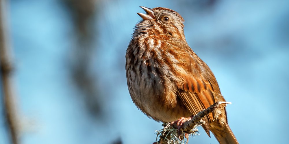 Song Sparrow (iNaturalist 260783745)