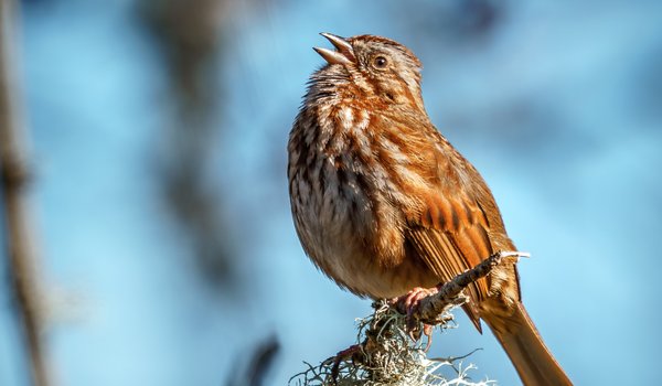 Song Sparrow (iNaturalist 260783745)