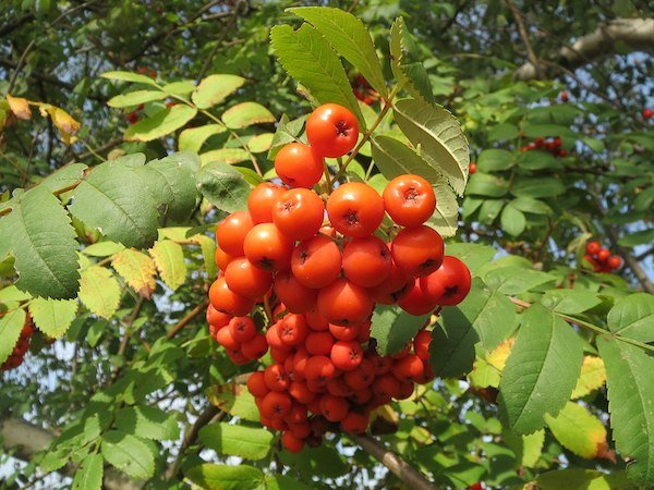 European Mountain Ash (Sorbus aucuparia)