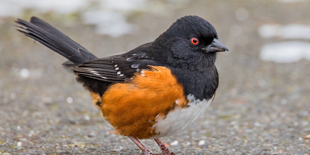 Spotted Towhee (iNaturalist 144881921)