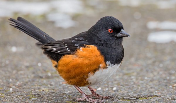 Spotted Towhee (iNaturalist 144881921)