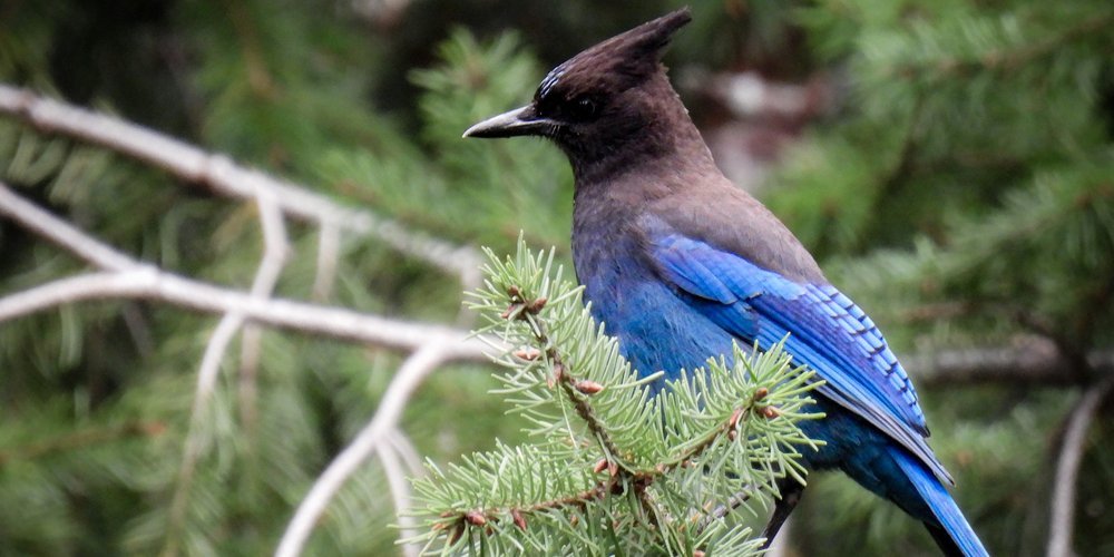 Steller's Jay (iNaturalist 101052604)