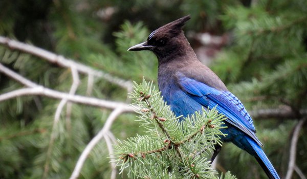 Steller's Jay (iNaturalist 101052604)