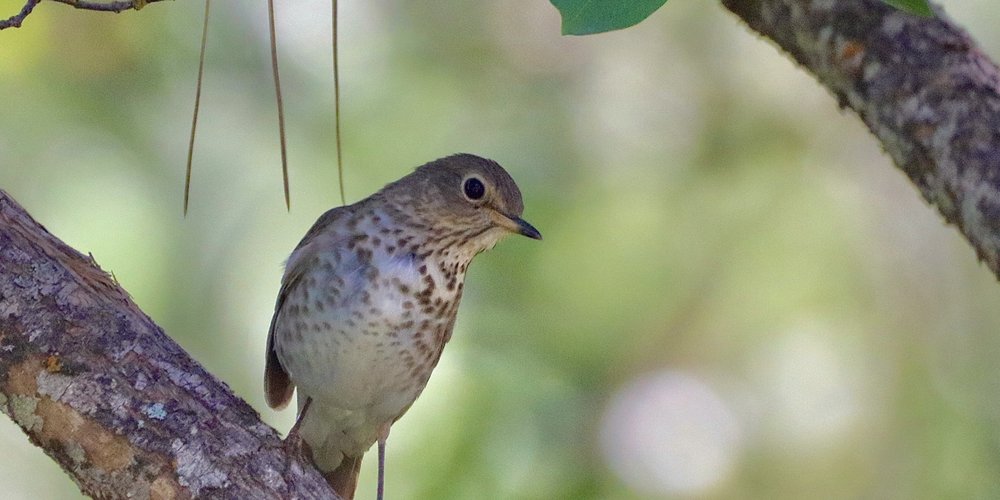 Swainson's Thrush (iNaturalist 173451527)