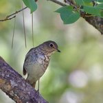 Swainson's Thrush (iNaturalist 173451527)