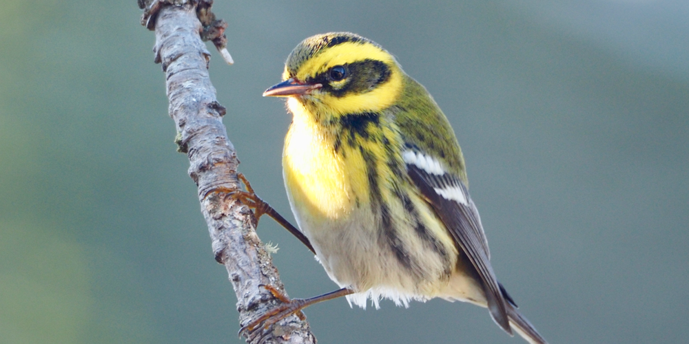 Townsend's Warbler