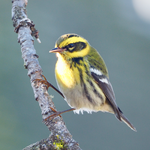 Townsend's Warbler