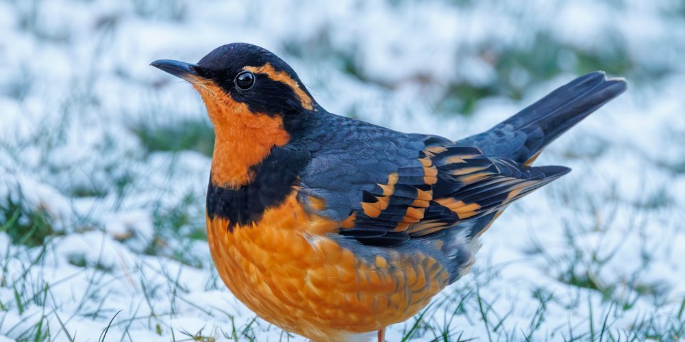 Varied Thrush (iNaturalist 196536625)