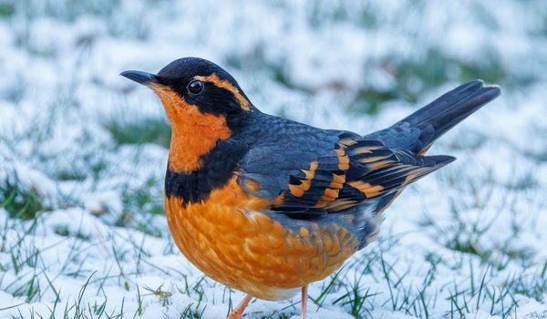 Varied Thrush (iNaturalist 196536625)