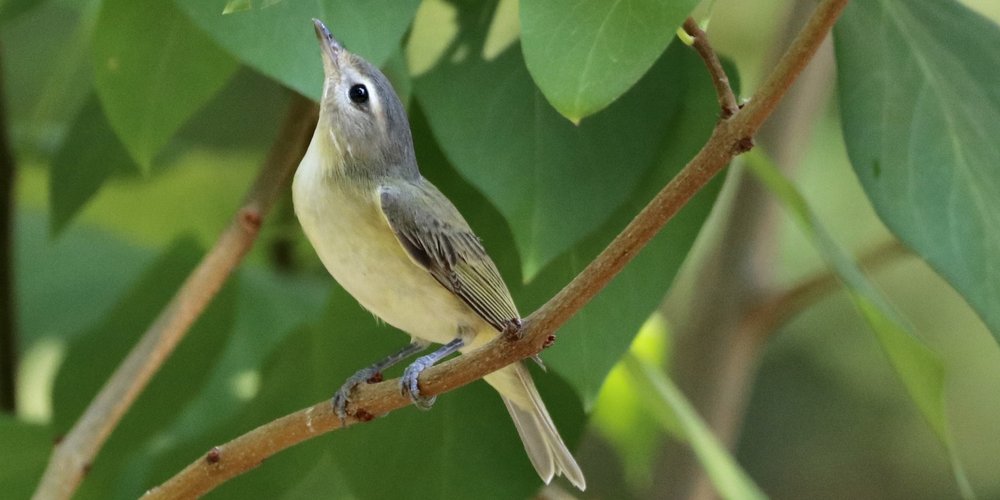 Warbling Vireo (iNaturalist 178733856)