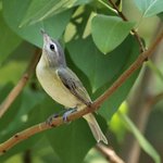 Warbling Vireo (iNaturalist 178733856)