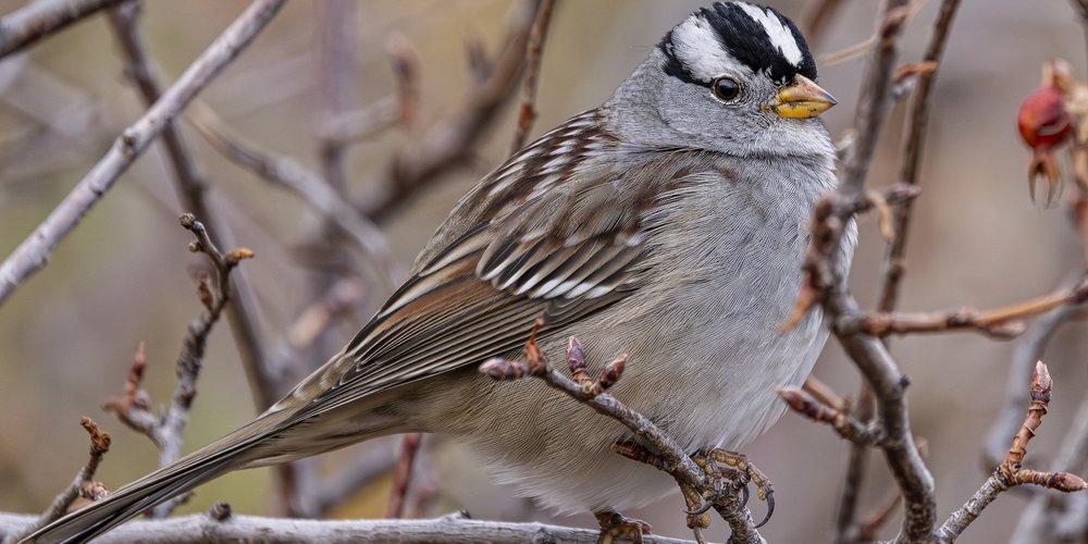 White-crowned Sparrow (iNaturalist 252175166)