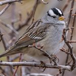 White-crowned Sparrow (iNaturalist 252175166)