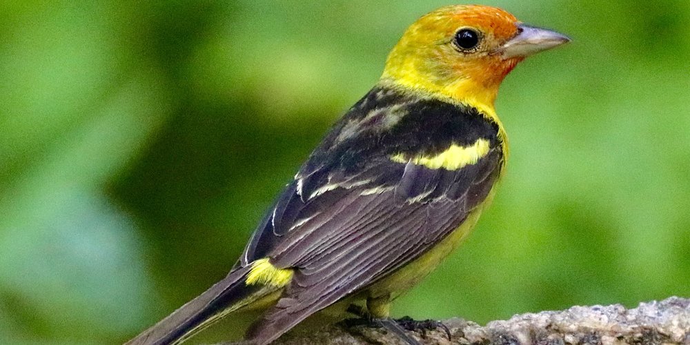 Western Tanager (iNaturalist 231084917)