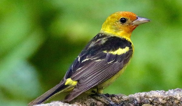 Western Tanager (iNaturalist 231084917)