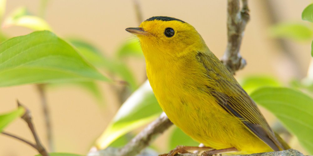 Wilson's Warbler