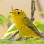 Wilson's Warbler